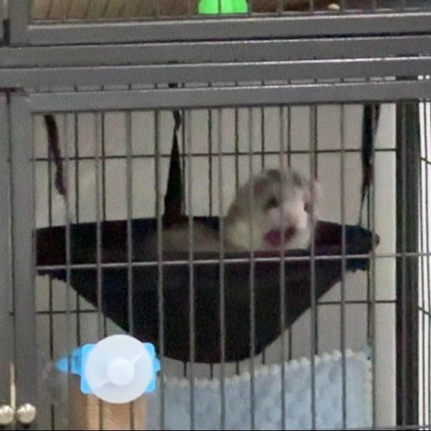Round Ferret Bed Hammock12 Inch, Breathable Mesh Hanging Bed for all Ferret Nation/Midwest Cages, Cozy Donut Cuddle Pod for Sleeping ,Perfect Round Shape for Natural Sleep