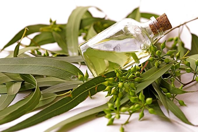 Eucalyptus Pure Oil (Globulus) - 1 Gallon