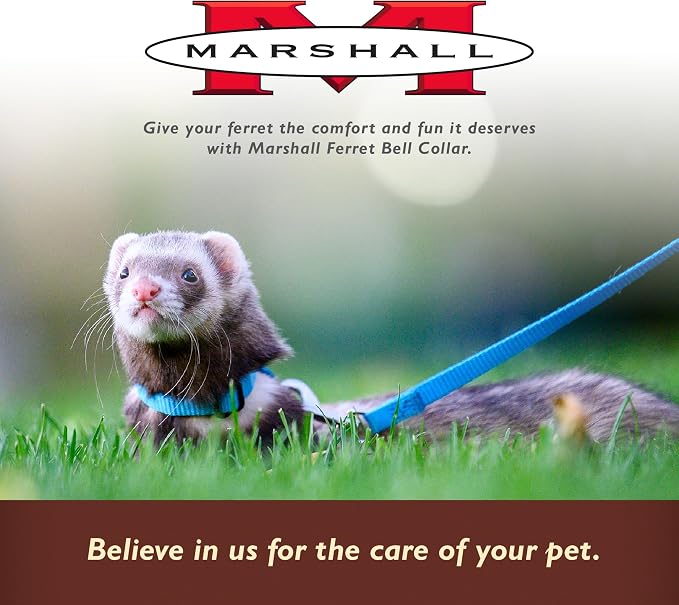 Marshall Pet Ferret Bell Collar Royal Blue