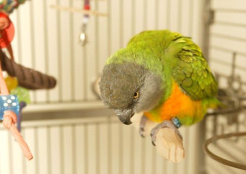 NU Perch® (Medium)