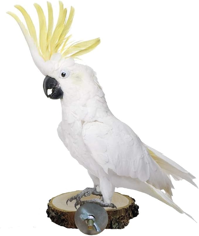 3PCS 2.5-3.7In Natural Bird Perches for Cage Wooden Parakeet Stand Platform | Small Bird Cage Accessories, Bird Toys for Budgie Lovebird Cockatiel Canary Finch Dwarf Hamster Gerbils