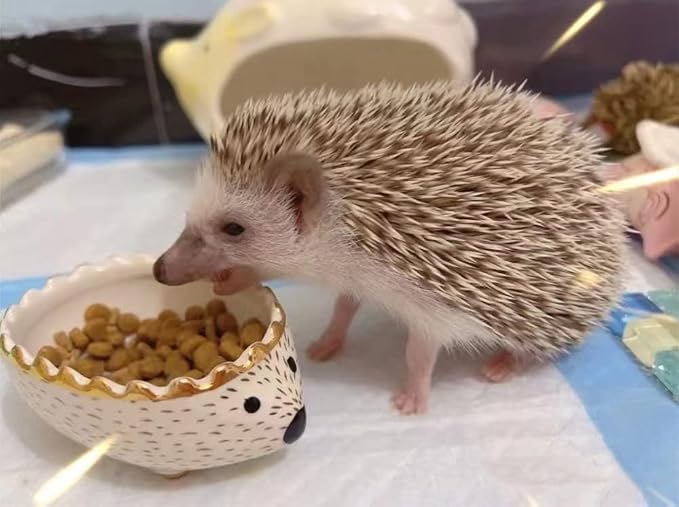 Hedgehog Bowl - Ceramic Small Animal Food Bowl Water Dish Feeder Chew Resistant Prevent Tipping for Hedgehog Hamster Sugar Glider Rat Gerbil Mice Small Animal Cage Accessories (Hedgehog Shape)