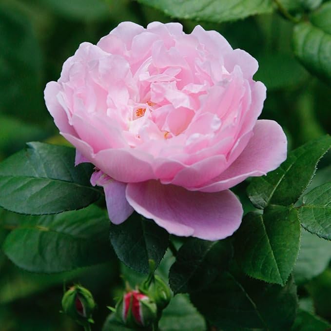 Aromatics International Premium Organic Rose Otto Essential Oil 5ml | 100% Pure Essential Oil for Diffusion & Aromatherapy