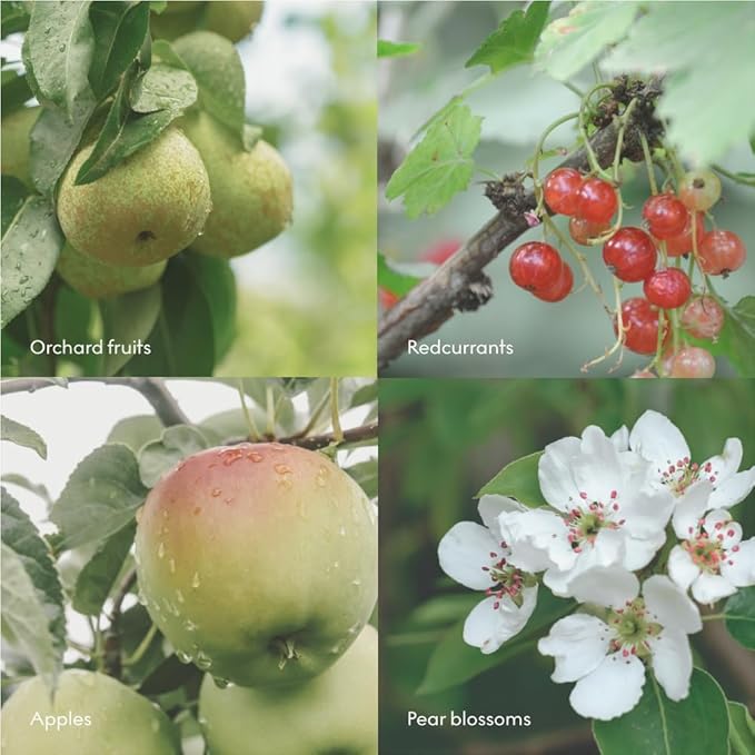Skandinavisk FJORD Hand Cream, Scent Notes: Green Apple, Pear Blossom, Orchard Fruits and Redcurrants, Vegan Formula, 2.54 fl. oz.