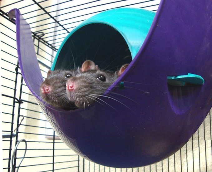 Lixit Igloos and Hideaways for Guinea Pigs, Rats, Mice, Hamsters, Gerbils and Other Small Animals