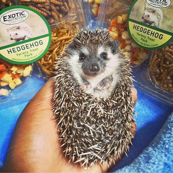 Hedgehog Treat Variety Pack - Healthy Natural Treat Sampler - Mealworms, Black Soldier Fly Larvae, Crickets, Apples, Carrots - Value Package
