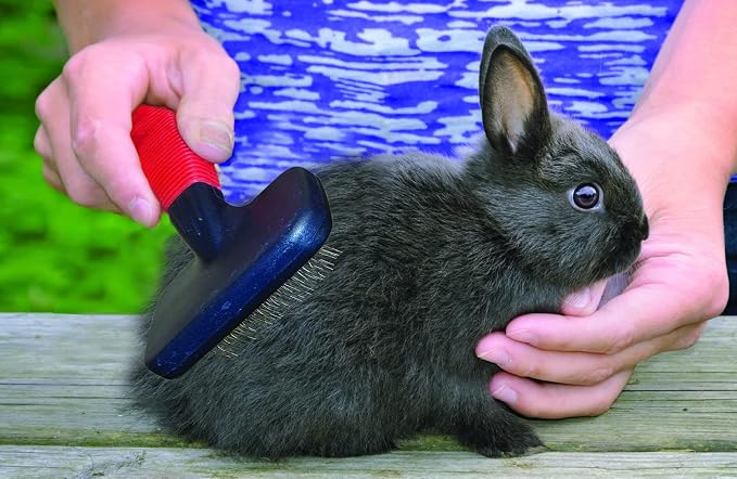 Lixit® Grooming Kits For Rabbits, Guinea Pigs and other Small Animals (Red, 4 Piece Kit)