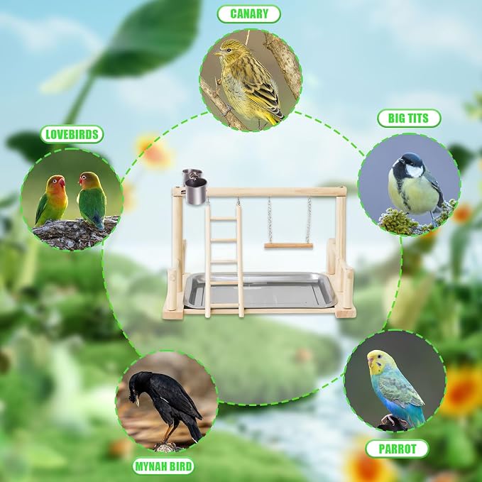 Bird Playground, Natural Wood Bird Perch Stand with Removable Tray and 2 Stainless Steel Feeder Cups, Parrot Playstand Bird Cage Toys for Conure Parakeet Cockatiel Parrot (B)