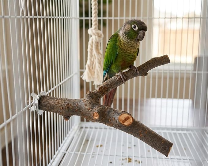 DS. DISTINCTIVE STYLE 6 PCS Bird Perches for Cage | Natural Apple Wood Perch Set with Platforms for Small Birds, Parakeets, Budgies, Cockatiels Climbing, Resting & Foot Exercise