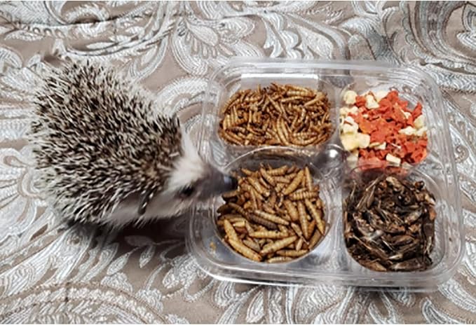 Hedgehog Treat Variety Pack - Healthy Natural Treat Sampler - Mealworms, Black Soldier Fly Larvae, Crickets, Apples, Carrots - Value Package