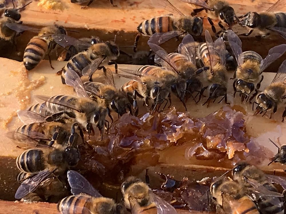 Salve, Hand Salve, Healing Balm, Dry Skin Salve with Beeswax and Propolis, Skin Repair, Moisturizer, All Natural, Planet Bee Apiary UNSCENTED BEE SALVE 1oz