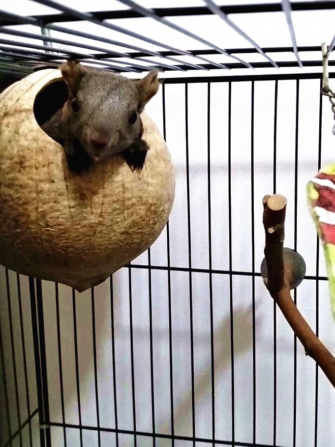 Hypeety Pet Bird Breeding Nest Natural Coconut Bird Hideout Hut for Cage | Natural coconut shell, for sleeping/breeding, easy to install, for parakeets/cockatiels/finches/hamsters, coco cage perch toy
