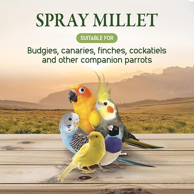 Living World Millet Spray for Birds, 17.6 Oz | Premium Treat for Budgies, Canaries, Finches, Cockatiels and Other Pet Birds