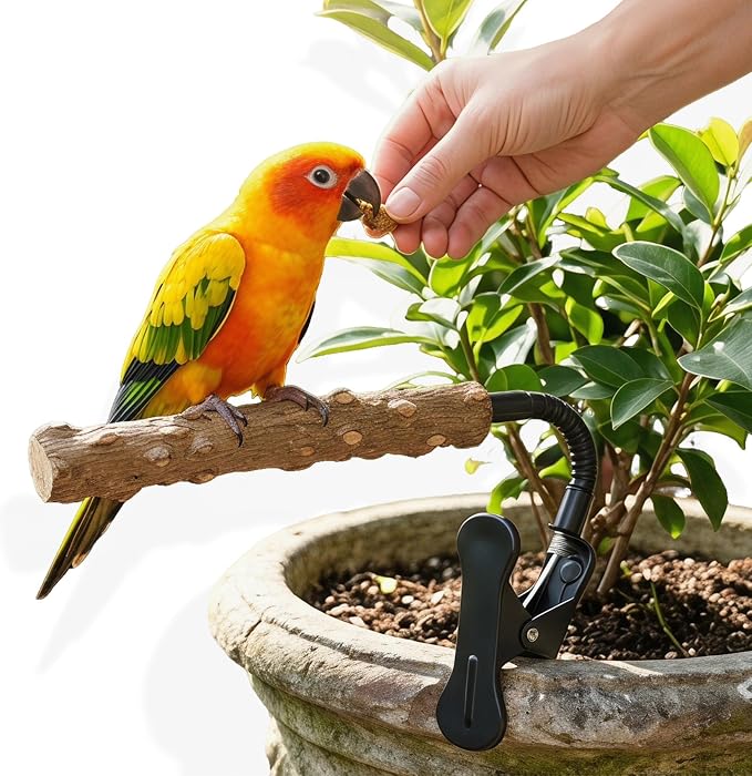 Bird Perch Stand with Clip, Adjustable Clip-On & Portable Parrot Stand, Natural Wood Bird Perch Training Stand for Cockatiels, Conures, Lovebirds and Medium & Small Parrots