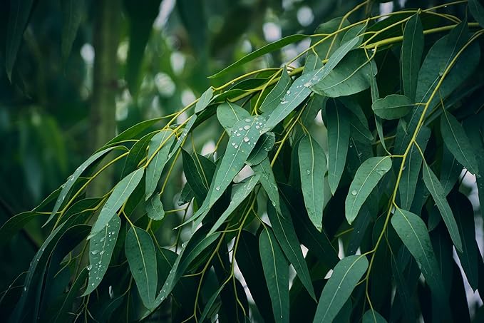 Eucalyptus Pure Oil (Globulus) - 1 Gallon