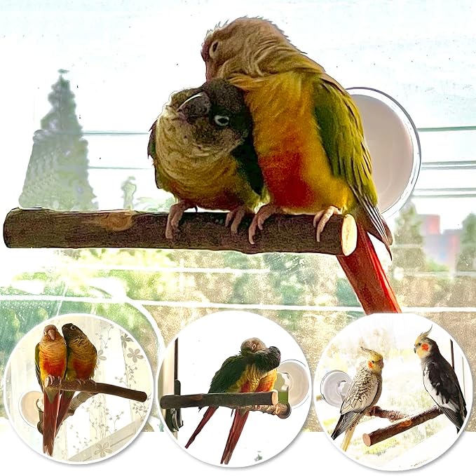 Portable Bird Perch Stand- T-Shaped Natural Apple Wood with Vacuum-Grip Suction Cup for Windows, Flat Tiles, Bath/Car/Travel - Durable & Safe for Parrots, Cockatiels, Lovebirds (Small to Medium Birds)