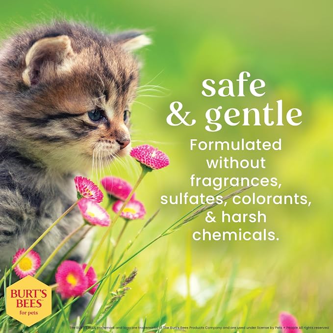 Burts Bees for Pets Kitten Grooming Wipes with Buttermilk, 50 Count, 6-Pack | Waterless bath wipes clean face, paws, tail, and coat, gentle alternative to bathing for indoor cats