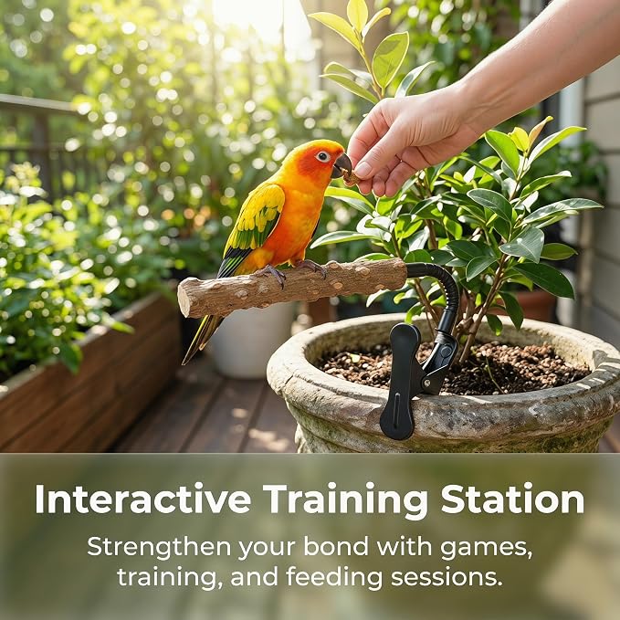Bird Perch Stand with Clip, Adjustable Clip-On & Portable Parrot Stand, Natural Wood Bird Perch Training Stand for Cockatiels, Conures, Lovebirds and Medium & Small Parrots