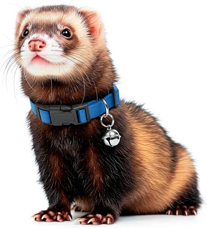 Marshall Pet Ferret Bell Collar Royal Blue