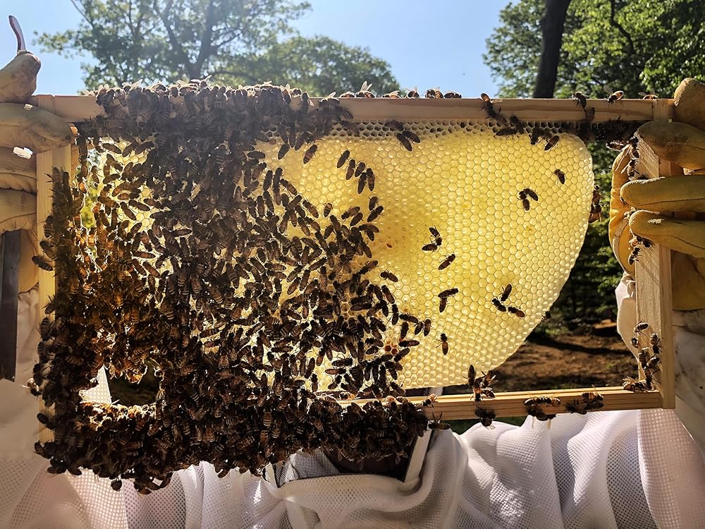 Salve, Hand Salve, Healing Balm, Dry Skin Salve with Beeswax and Propolis, Skin Repair, Moisturizer, All Natural, Planet Bee Apiary ORANGE BLOOSOM BEE SALVE 1 oz